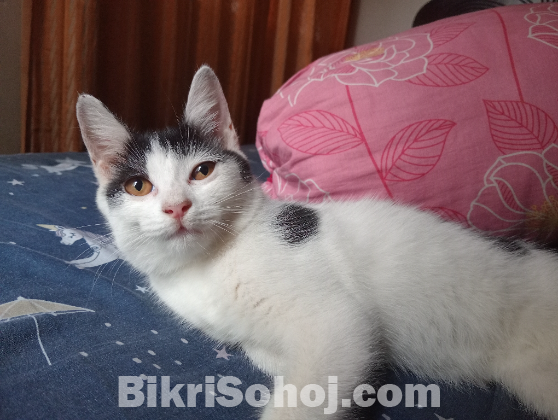 Mix Persian Cat